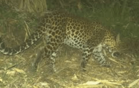 Kesaksian Warga Saat Macan Tutul Merapi Masuk Desa Babadan Dukun