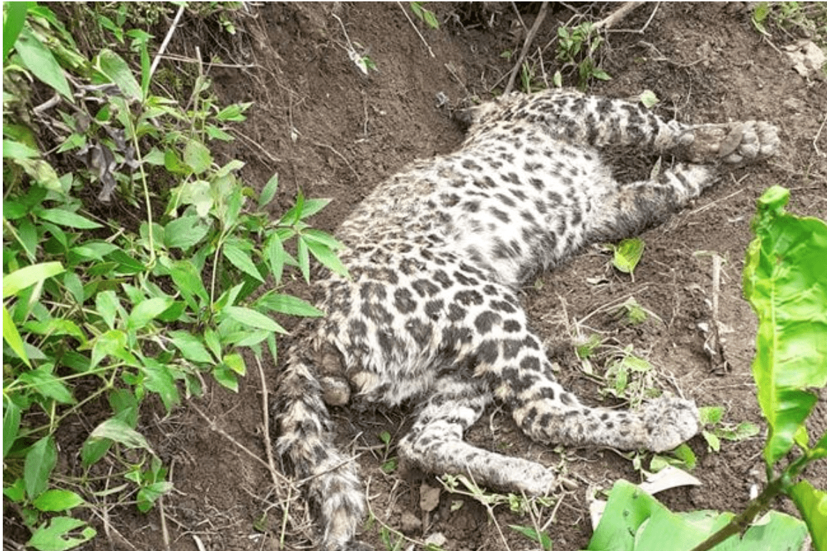 Bangkai Macan Tutul Ditemukan Di Belakang Rumah Warga