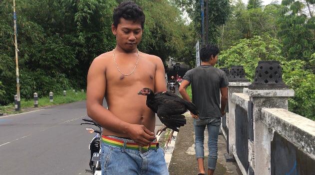 SESAJEN: Seorang warga berhasil menangkap ayam sesajen yang dilepas rombongan pengantin di Jembatan Gending Mertoyudan. (Foto: Han)