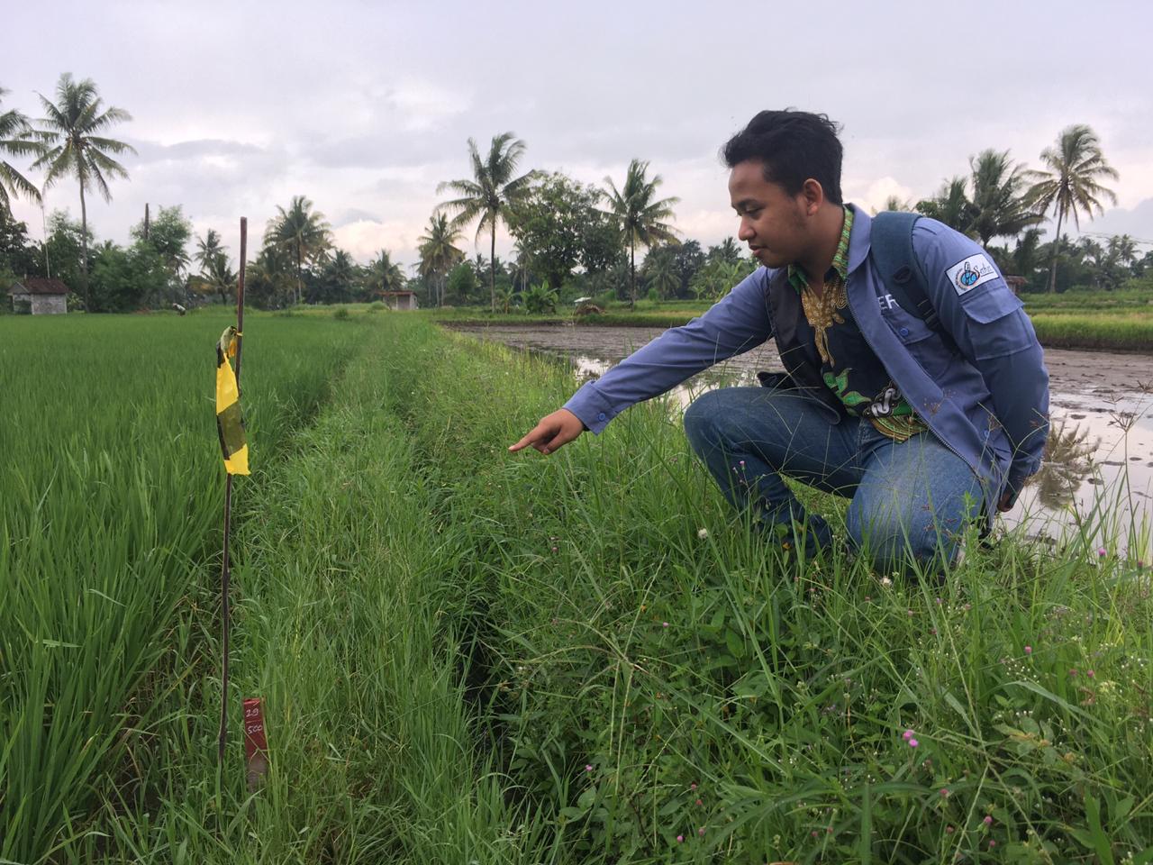 PATOK: Beberapa patok diduga untuk proyek tol Jogjakarta-Bawen ditemukan di beberapa lahan persawahan Desa Keji, Kecamatan Muntilan. (Foto: Han)