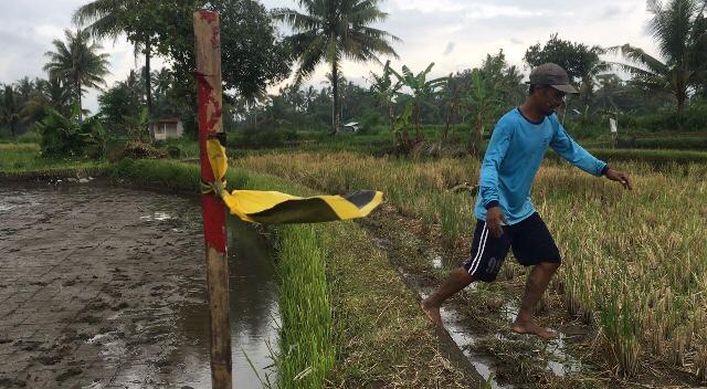 PANCANG: Tidak sedikit sawah di Kecamatan Muntilan yang dipancang patok bambu dan balok untuk pembangunan jalan tol Jogjakarta-Bawen. (foto: han)