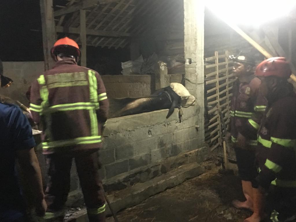 EVAKUASI: Petugas Damkar Kabupaten Magelang menyelamatkan seekor sapi yang terjebak di tempat pakan. (Foto: Damkar Kab Magelang)