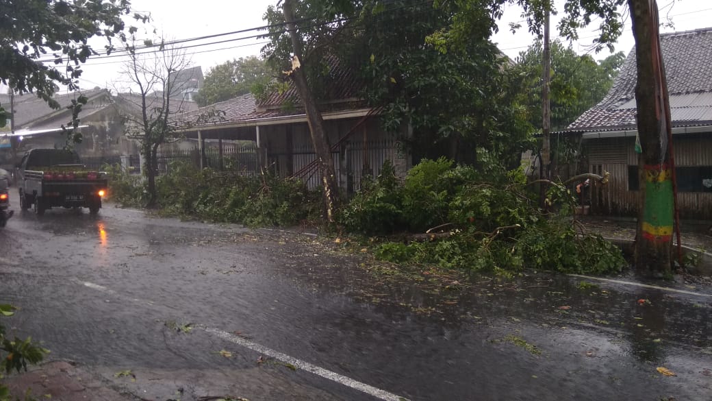 NEWS: Pohon tumbang tampak di daerah Tegalrejo (21/1/2020)-(Foto: Istimewa)