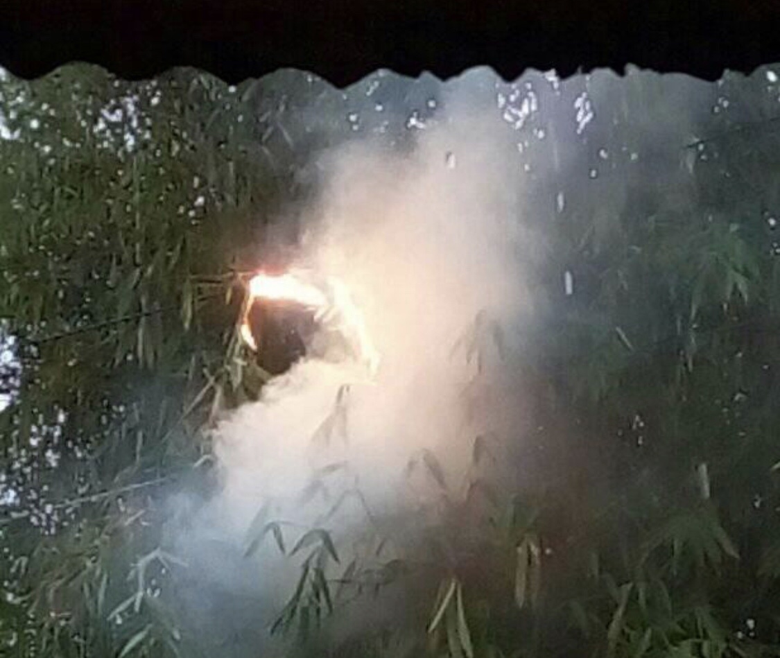 Konsleting, Kabel Listrik Bakar Pohon di Muntilan