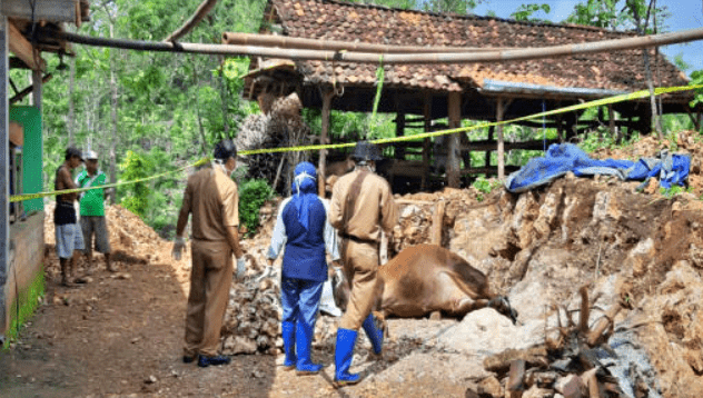 NEWS: Petugas Puskeswan Gunung Kidul saat memeriksa sapi milik warga yang mati mendadak (16/1/2020)-(Foto: istimewa)