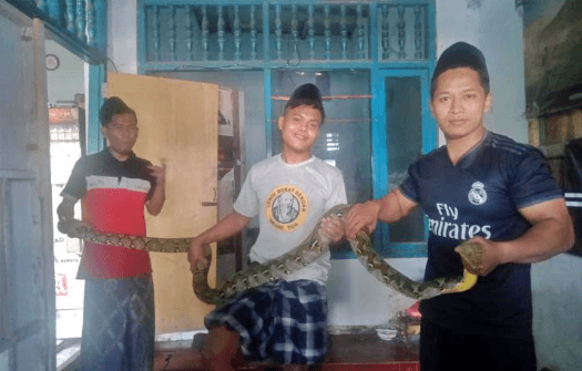 NEWS: Santri Ponpes API Tegalrejo dengan ular sanca kembang temuannya (27/1/2020)-(Foto-Istimewa)