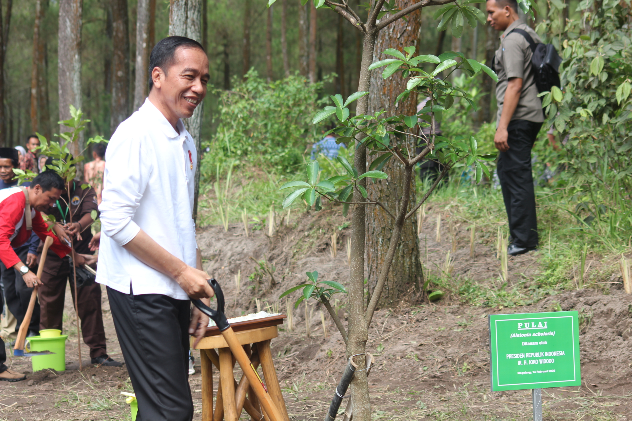 NEWS; Presiden Jokowi saat menanam bibit pohon Pulai di Jurang Jero Srumbung Magelang (14/2/2020)-(Foto; Bayu Sapta Nugraha)