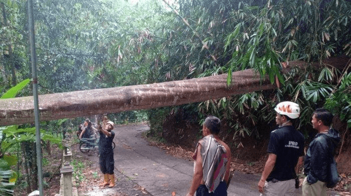 DIPOTONG: Petugas melakukan evakuasi sebuah pohon yang melintang di jalan. (Foto: Internet)
