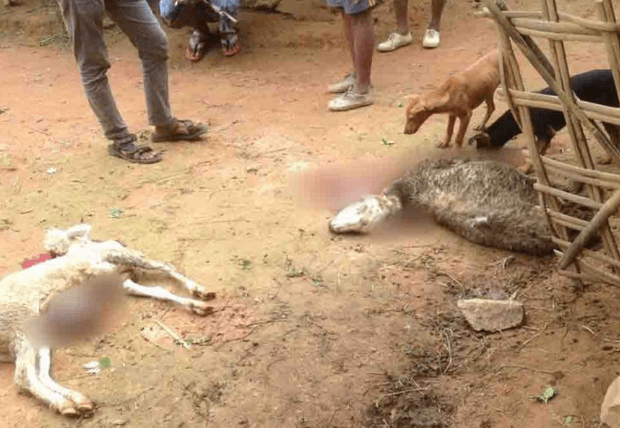 MISTERIUS: Puluhan Kambing di Ngambarsari, Karangtengah, Wonogiri, mati misterius dengan luka gigitan di leher dan perut. (Foto: Istimewa)