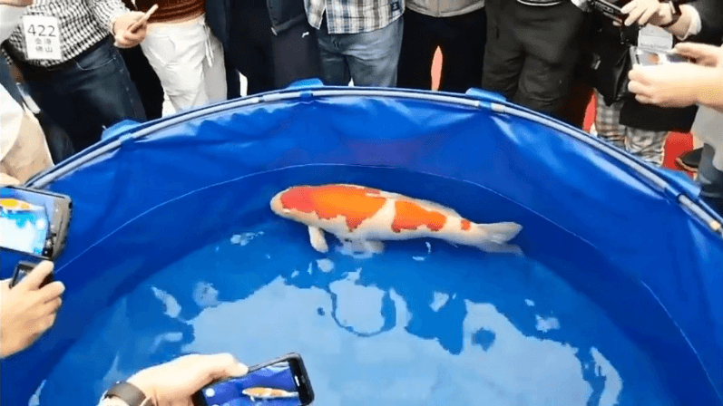 MAHAL: Warna dan bentuk tubuhnya yang bagus membuat Ikan Koi menjadi lirikan banyak orang. (Foto: Internet)