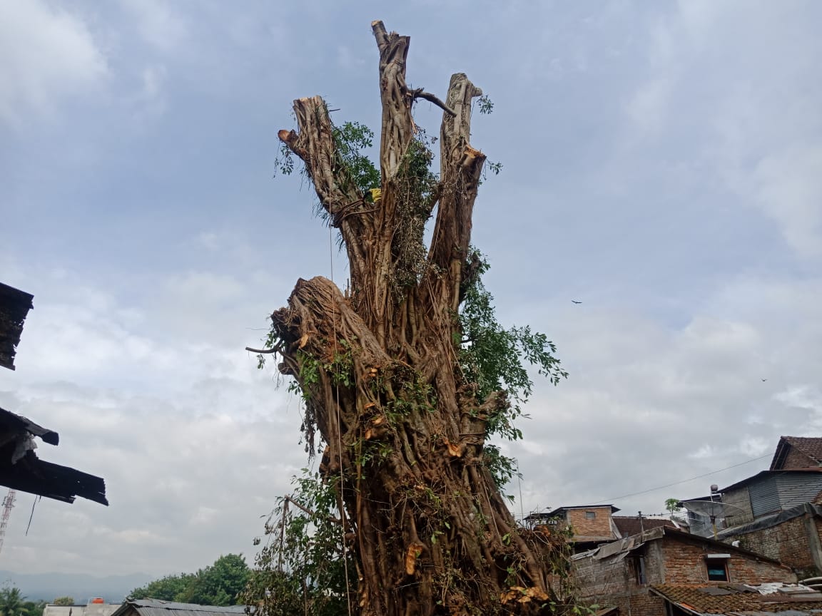 DIPOTONG: Pohon beringin tua diduga berusia ratusan tahun di Potrobangsan usai seluruh cabangnya 'dicukur' gundul. (Foto: Miftakhul Hayu Jatiningtias)
