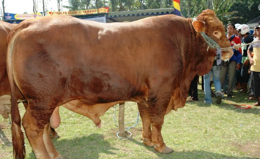 ILUSTRASI : Seekor sapi siap ikuti kontes nasional Bupati Magelang Cup 2020 (Foto: Istimewa)