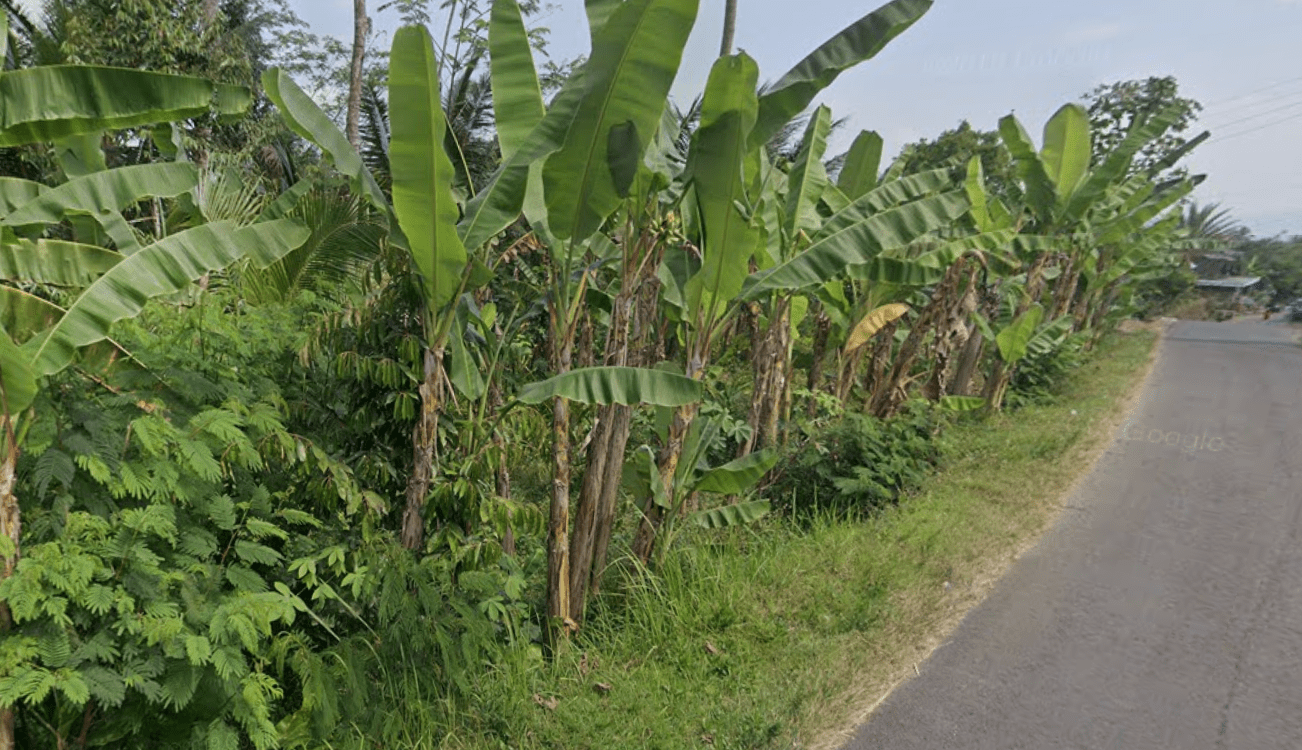 Misteri Perkampungan Pocong di Kebun Pisang Candimulyo