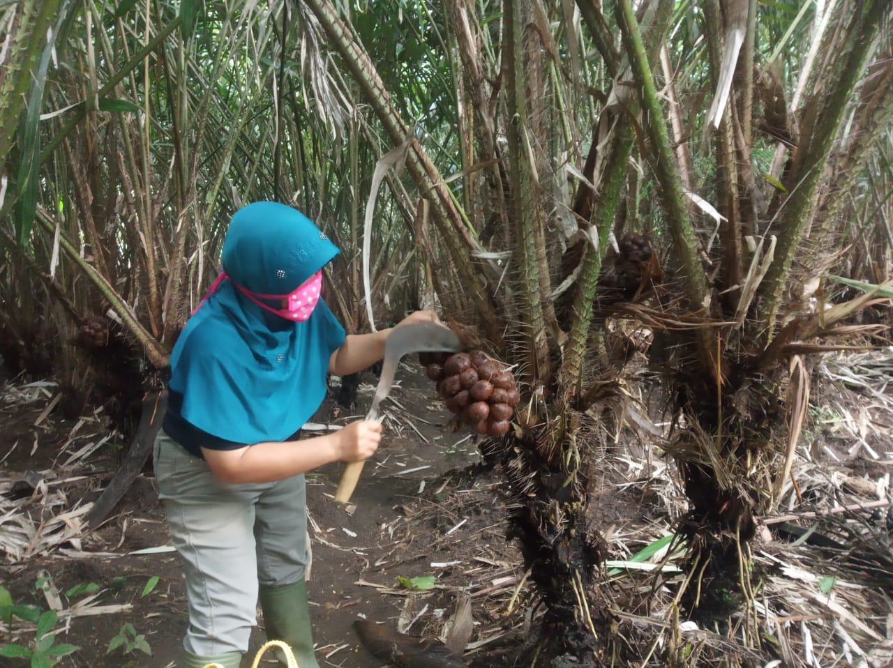 NEWS: Petani salak di Srumbung saat memanen hasil tanamnya di kebun (26/3/2020)-(Foto: bsn)