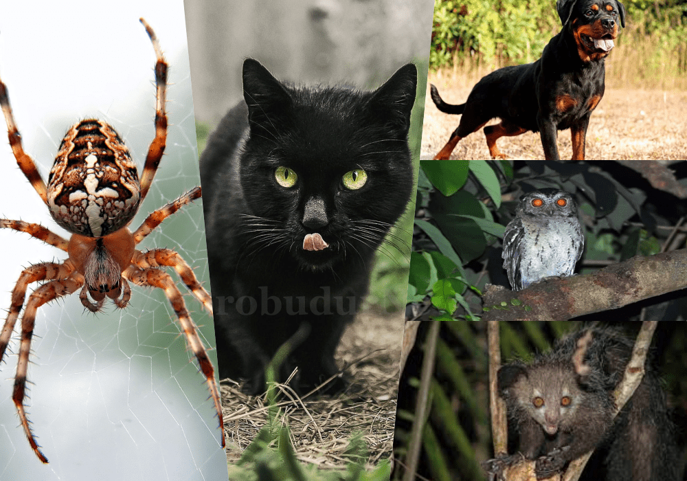 5 hewan memiliki mitos menyeramkan