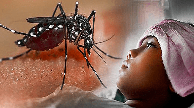 BDB atau demam berdarah dengue adalah penyakit yang disebabkan oleh salah satu dari empat virus dengue. (Foto: Internet)