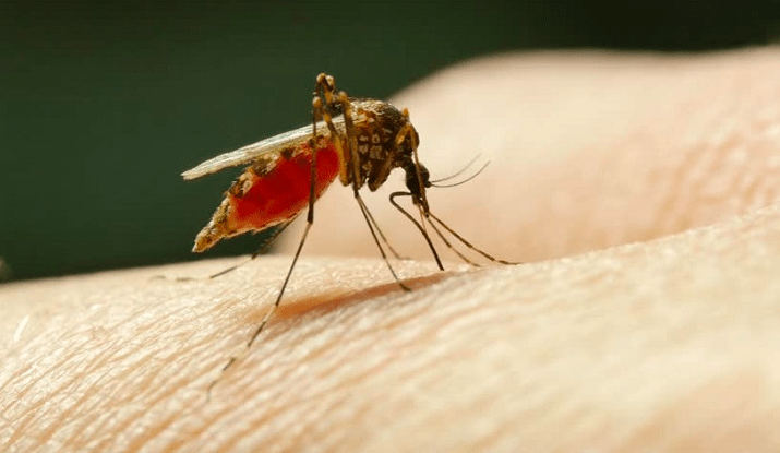 Nyamuk Malaria menghisap darah manusia. (Foto: Internet)