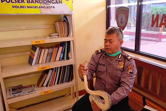 Anggota Polsek Bandongan Aiptu Gunaras Sunda Wadjana saat memegang ular piton yang ditawarkan warga setempat untuk dijual. (dok. pribadi)