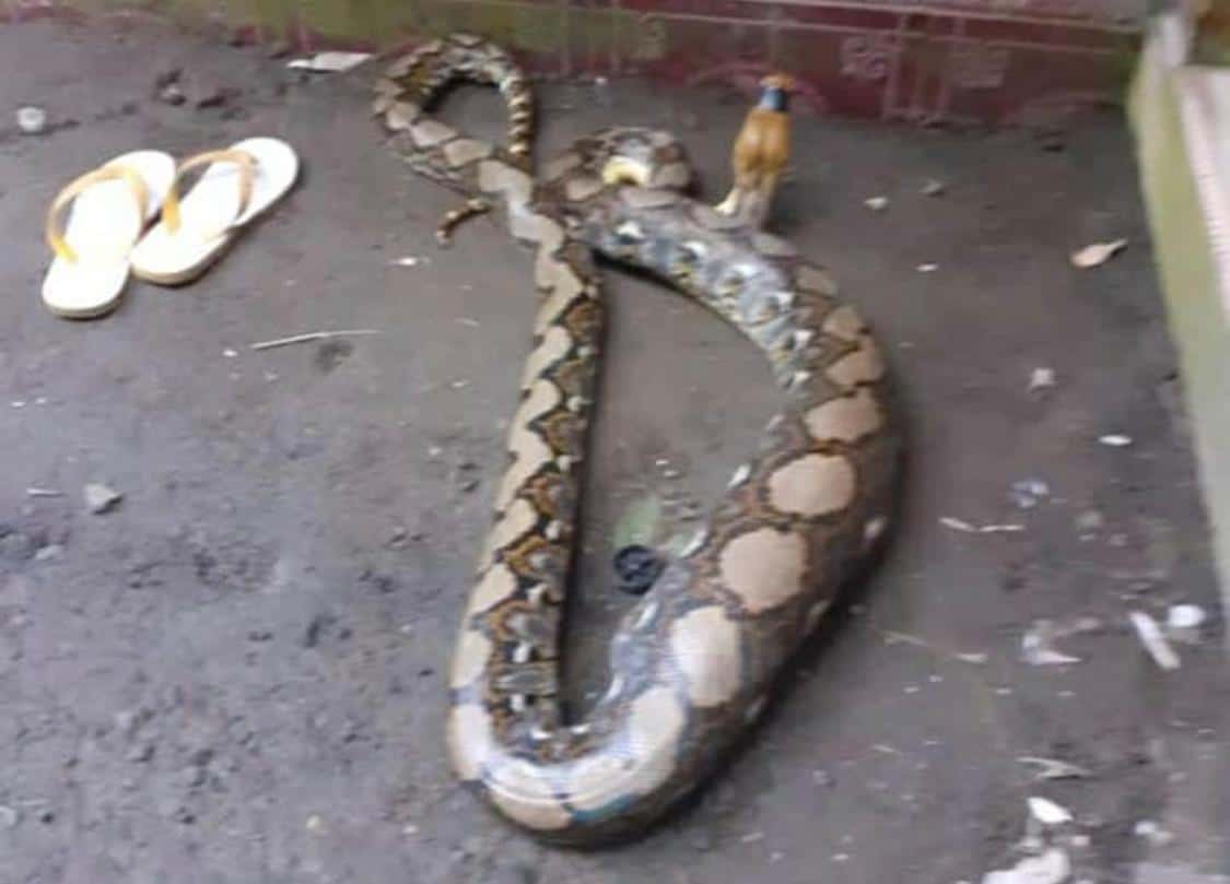 NEWS: Seekor ular sanca besar gegerkan waga Borobudur (Foto: Istimewa)