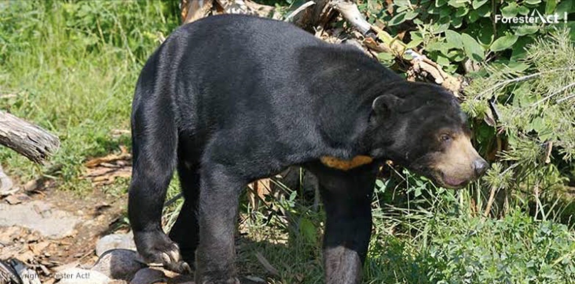 Dua Ekor Beruang Lepas Dari Kandang di Jogja
