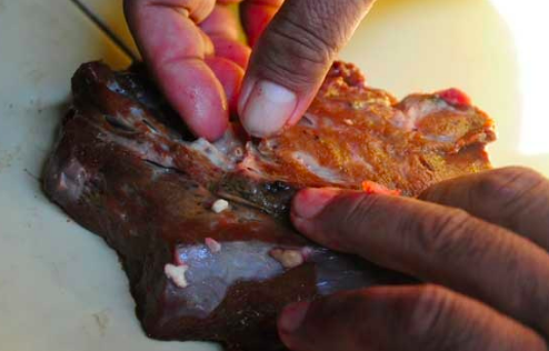 NGERI: Penampakan cacing pita di dalam hati sapi. (Foto: internet)