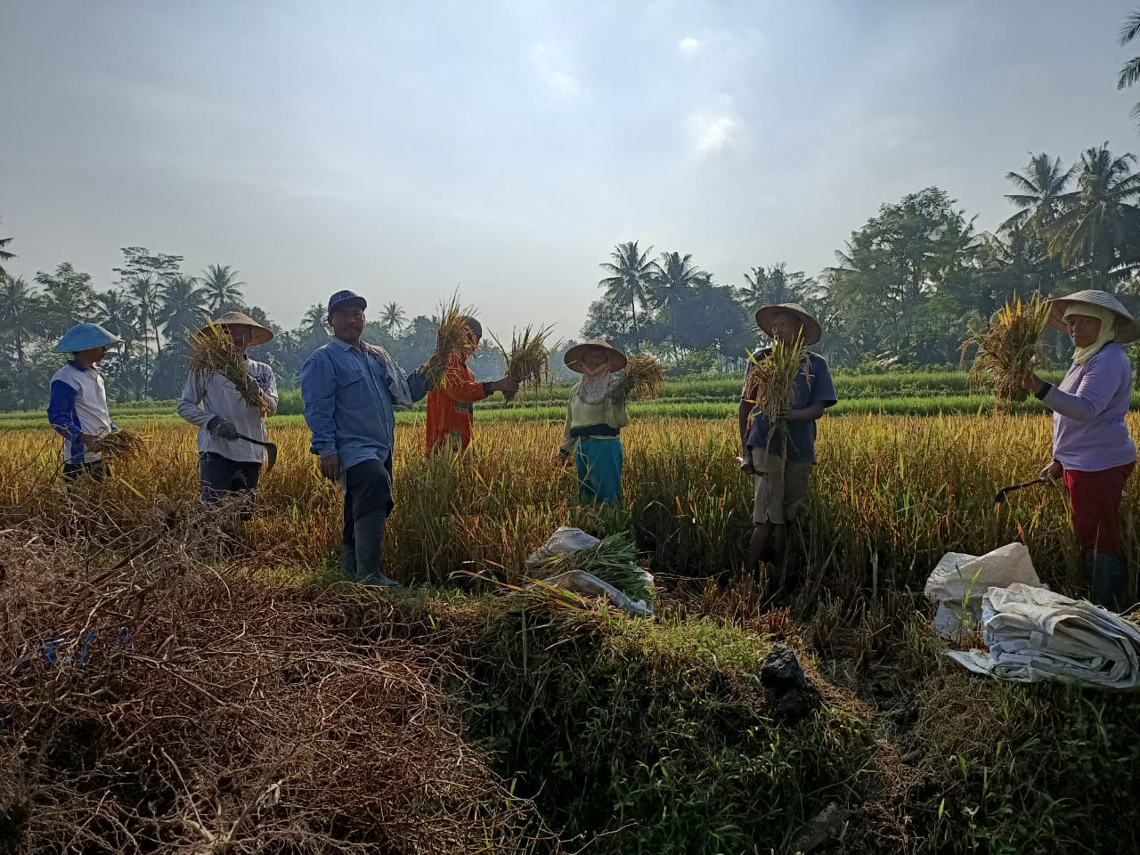NEWS: Warga Desa ini panen raya di tanah bengko Kapala Desa (6/5/2020)-(Foto: Istimewa)