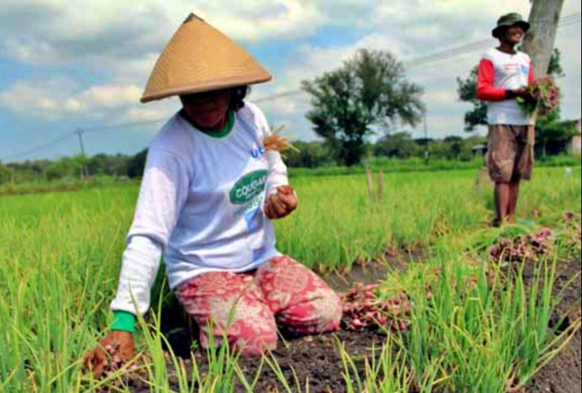 ILUSTRASI : Petani Bawang Merah sedang mulai panen (Foto: Istimewa)