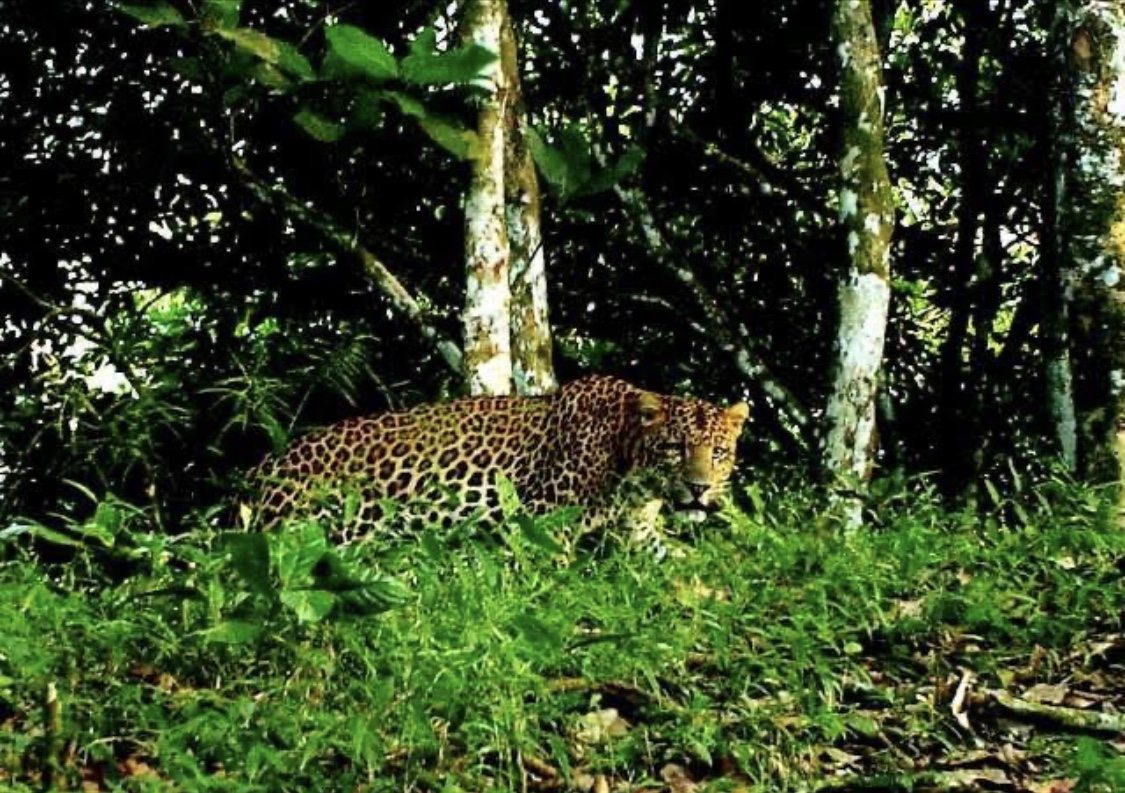 Warga Lereng Merapi Dikejutkan Suara Auman Harimau