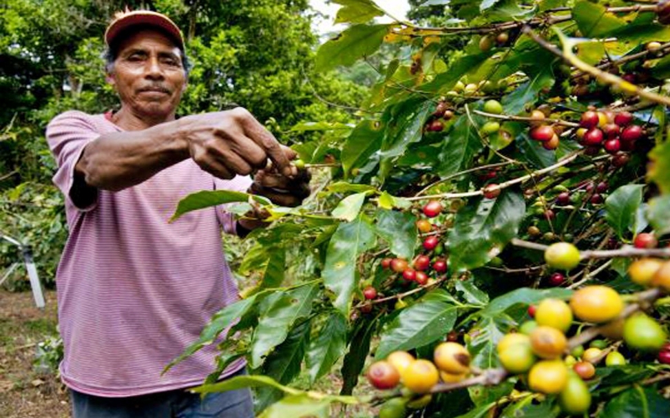 Ilustrasi Petani Kopi Temanggung Saat memetik hasil tanamnya_(Foto: Istimewa)