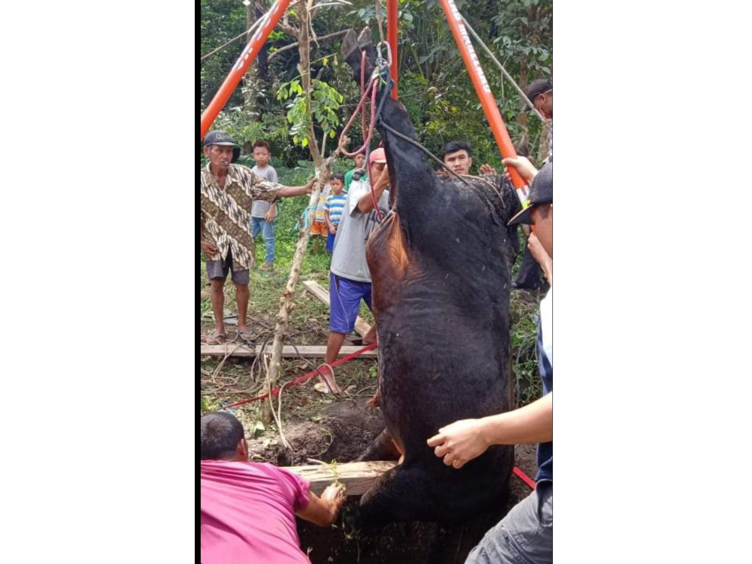 Sapi “Ucul” di Tempuran Magelang Lalu Terperosok ke Dalam Sumur