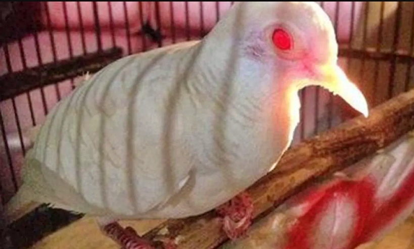 Salah satu jenis burung perkutut putih dianggap kramat (Foto: Istimewa)