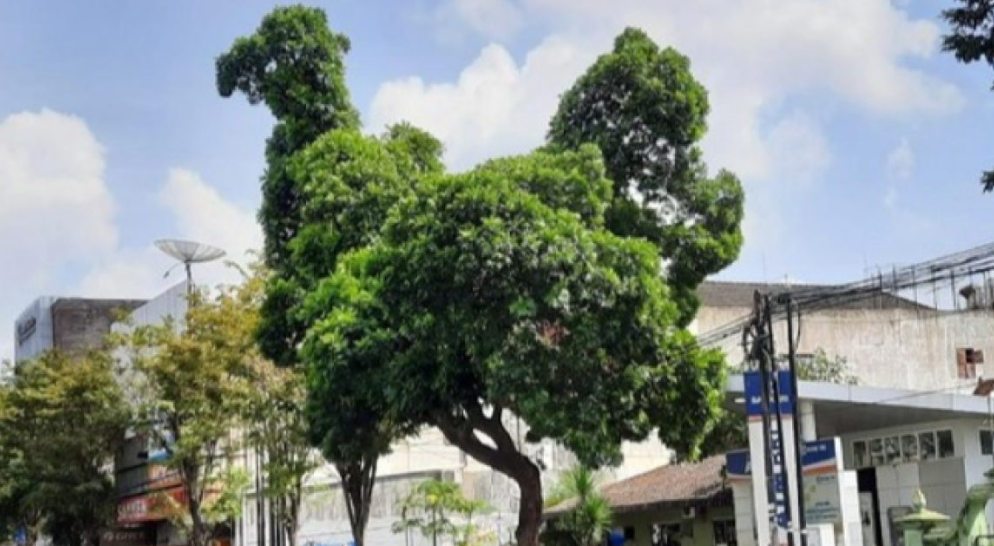 Viral : Pohon berbentuk mirip ayam di Yogyakarta