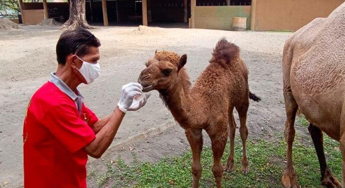 Salah satu Unta di Solo Zoo
