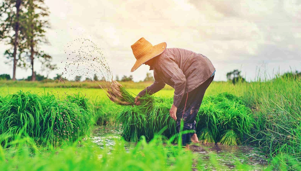 ILUSTRASI Seorang petani weton