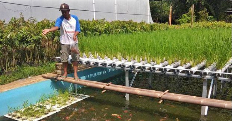 Petani di Salaman Magelang ini menanam padi di atas kolam (Foto: Detik)