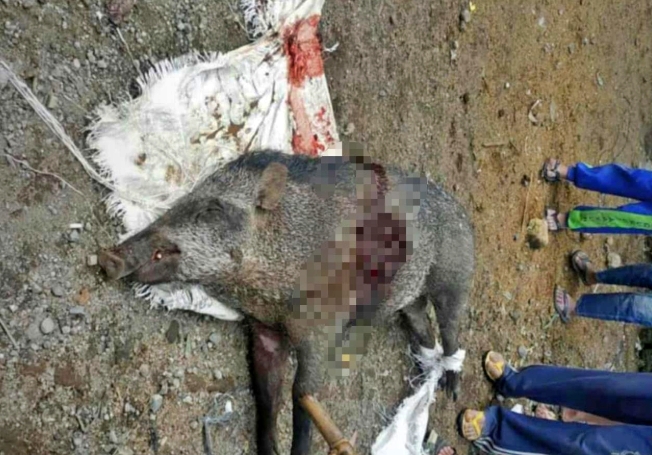 Babi hutan berhasil ditombak oleh warga Kajoran karena menyerang lahan pertanian (5/7/2020)-(Foto: Istimewa)
