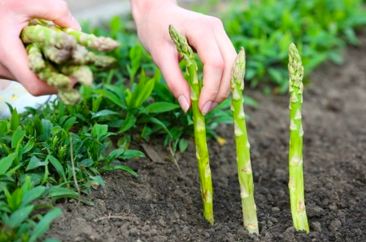 Biji benih Asparagus. (Foto: internet)