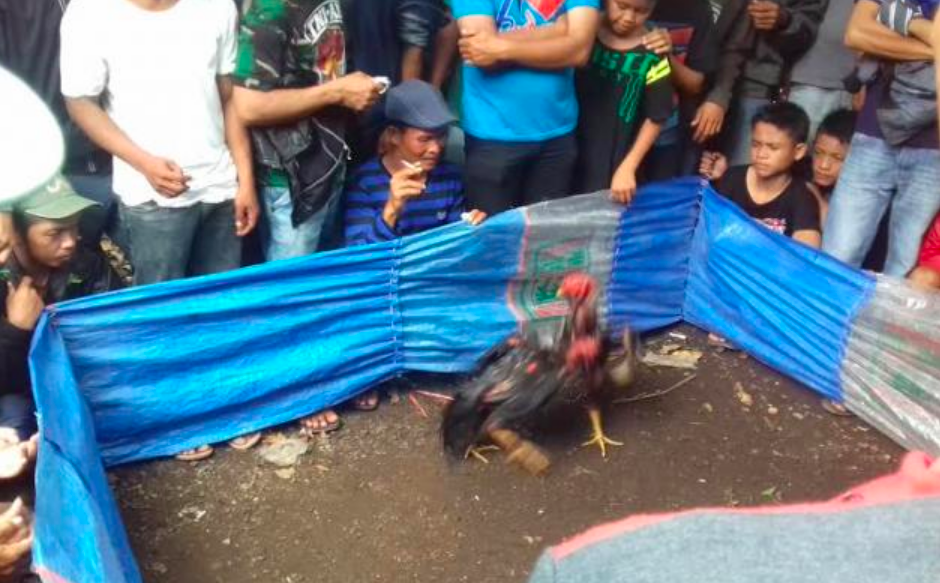 Gambar ilustrasi arena sabung ayam. (Sumber: internet)