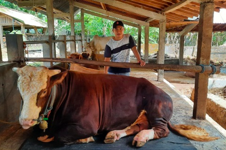 GAGAH: Si Gombloh bersama Rika di peternakan. (Foto: istimewa)