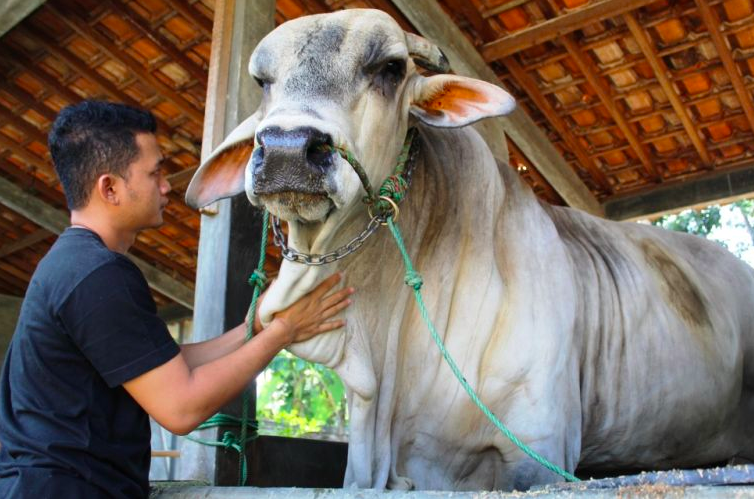 Ini Dia Mbah Gareng, Sapi Monster Terberat se-Indonesia