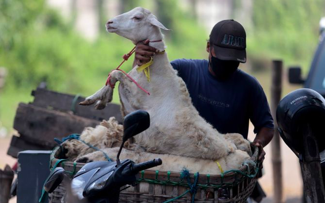 Jelang Idul Adha, Penjualan Hewan Kurban di Magelang Laris Manis
