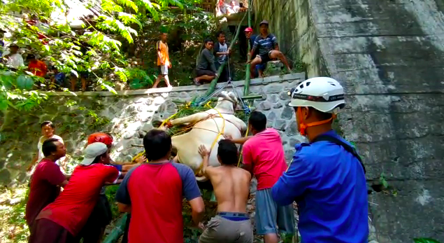 DRAMATIS: Proses evaluasi seekor sapi yang terjatuh ke jurang sedalam 20 meter di Mungkid, Minggu (26/7). (Foto: istimewa)