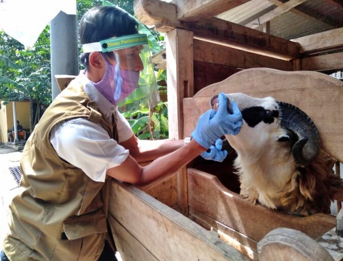 Petugas Disperpa Kota Magelang saat memeriksa hewan qurban di salah satu Depo