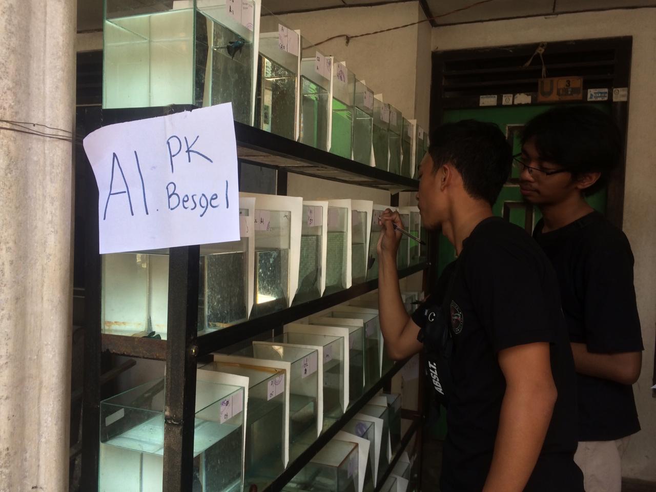 Proses penilaian dalam kontes ikan cupang di Muntilan (19/7/2020)-(Foto: Istimewa)