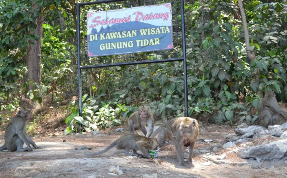 Begini Persiapan Pembukaan Wisata Gunung Tidar
