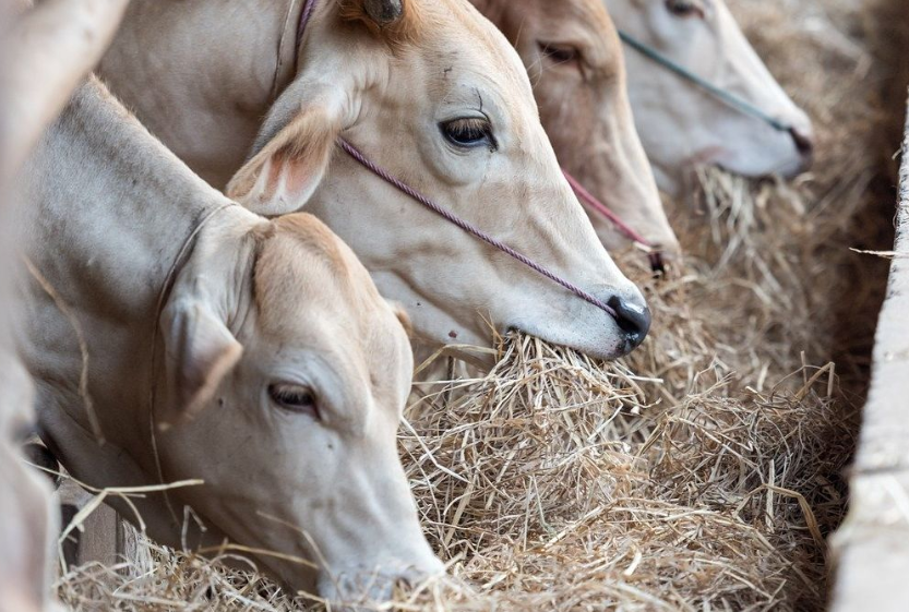 Simak! Ini Aturan Penyembelihan Hewan Kurban di Kota Magelang saat PPKM Darurat
