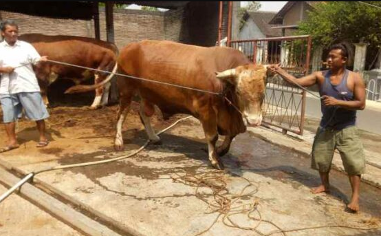 Jokowi Beli Sapi Limosin 1 Ton Asal Sragen Untuk Kurban Di Masjid Al Wustho Mangkunegaran
