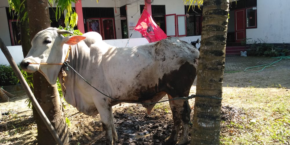 Seekor Sapi qurban dari DPC PDI Perjuangan Kabupaten Magelang (31/7/2020)-(Foto: bsn)