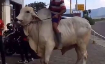 ILUSTRASI : Warga jalan-jalan sore dengan menaiki sapi