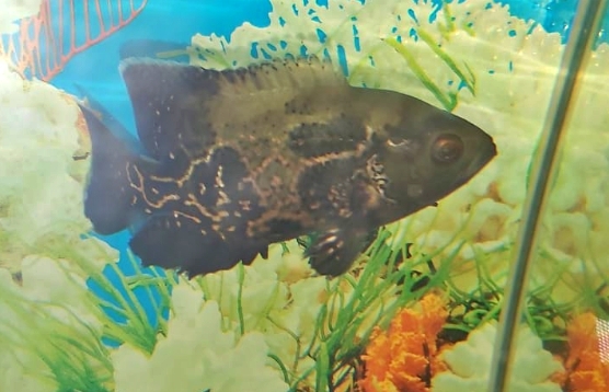 Ikan Lauhan lafla Allah